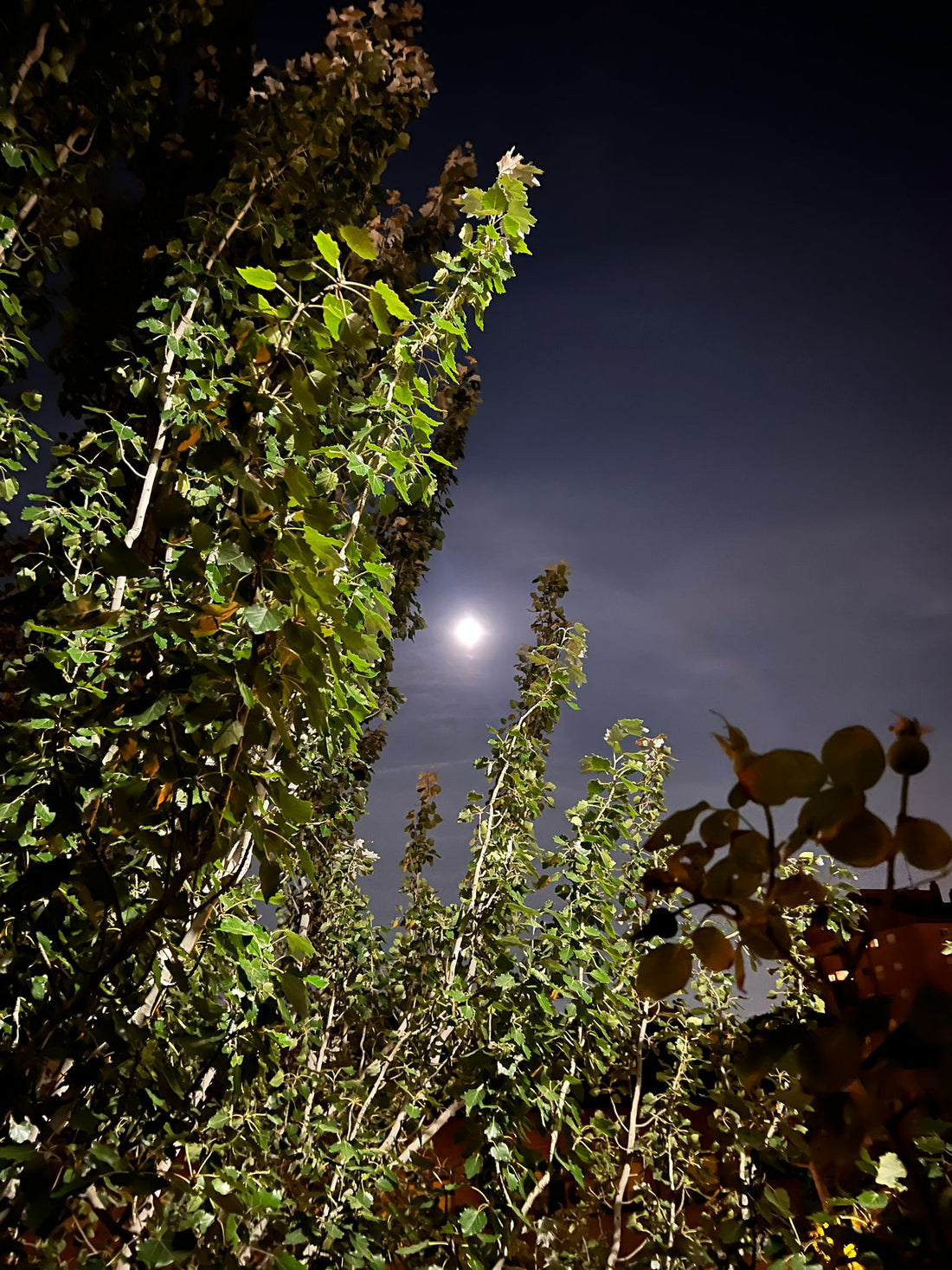 LUNA DE COSECHA -  7 de SEPTIEMBRE 2025